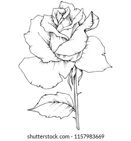 Rose flower in a vector style isolated. Full name of the plant: rose. Vector flower for background, texture, wrapper pattern, frame or border.