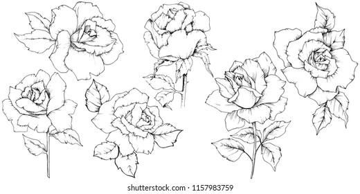 Rose flower in a vector style isolated. Full name of the plant: rose. Vector flower for background, texture, wrapper pattern, frame or border.
