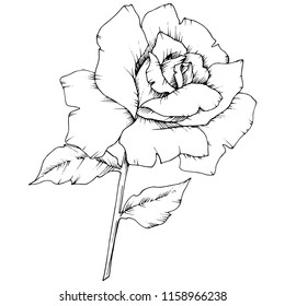 Rosenblume im Vektorstil einzeln. Vollständiger Name der Pflanze: Rose. Vektorblume für Hintergrund, Textur, Wrapper-Muster, Rahmen oder Rahmen.