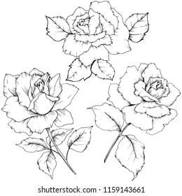 Rose flower in a vector style isolated. Full name of the plant: rose. Vector flower for background, texture, wrapper pattern, frame or border.