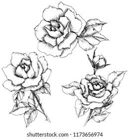 Rose flower in a vector style. Isolated illustration element.Full name of the plant: rose. Vector flower for background, texture, wrapper pattern, frame or border.