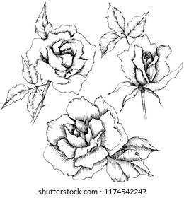 Rose flower in a vector style. Isolated illustration element.Full name of the plant: rose. Vector flower for background, texture, wrapper pattern, frame or border.