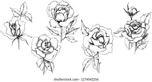 Rose flower in a vector style. Isolated illustration element.Full name of the plant: rose. Vector flower for background, texture, wrapper pattern, frame or border.