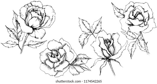 Flor de rosa en un estilo vectorial. Elemento de ilustración aislado.Nombre completo de la planta: rosa. Flor vectorial para fondo, textura, patrón envolvente, marco o borde.