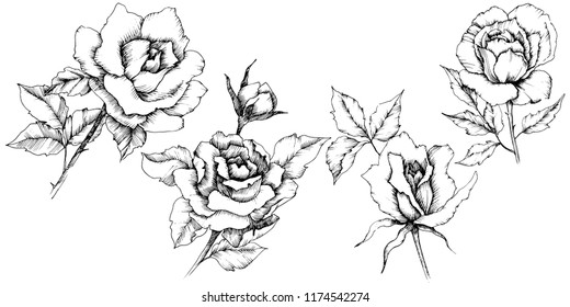 Rose flower in a vector style. Isolated illustration element.Full name of the plant: rose. Vector flower for background, texture, wrapper pattern, frame or border.