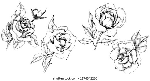 Rose flower in a vector style. Isolated illustration element.Full name of the plant: rose. Vector flower for background, texture, wrapper pattern, frame or border.