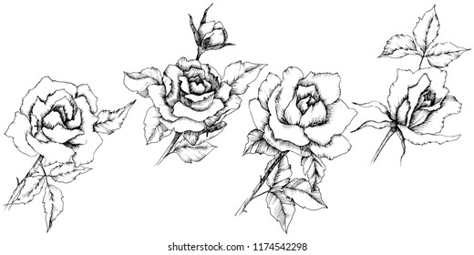 Rose flower in a vector style. Isolated illustration element.Full name of the plant: rose. Vector flower for background, texture, wrapper pattern, frame or border.