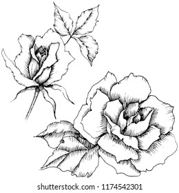 Rose flower in a vector style. Isolated illustration element.Full name of the plant: rose. Vector flower for background, texture, wrapper pattern, frame or border.