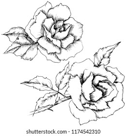 Rose flower in a vector style. Isolated illustration element.Full name of the plant: rose. Vector flower for background, texture, wrapper pattern, frame or border.