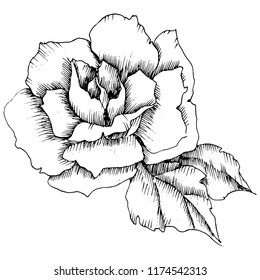 Rose flower in a vector style. Isolated illustration element.Full name of the plant: rose. Vector flower for background, texture, wrapper pattern, frame or border.
