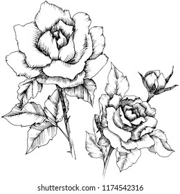 Rose flower in a vector style. Isolated illustration element.Full name of the plant: rose. Vector flower for background, texture, wrapper pattern, frame or border.