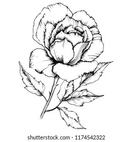 Flor de rosa en un estilo vectorial. Elemento de ilustración aislado.Nombre completo de la planta: rosa. Flor vectorial para fondo, textura, patrón envolvente, marco o borde.