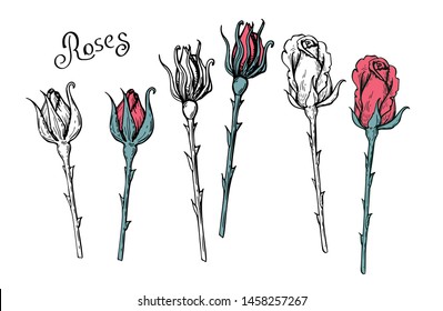 Rose flower in a vector style isolated. Full name of the plant: rose. Vector flower for background, texture, wrapper pattern, frame or border.