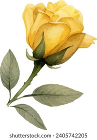 rose flower watercolor isolated on white background. Vector illustration