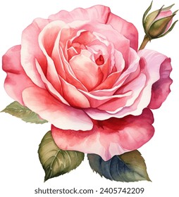 rose flower watercolor isolated on white background. Vector illustration