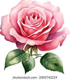 rose flower watercolor isolated on white background. Vector illustration