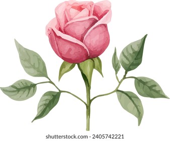 rose flower watercolor isolated on white background. Vector illustration