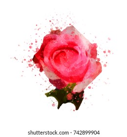 Rose flower watercolor vector.