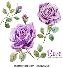 rose, flower, watercolor vintage, boho, vector illustration