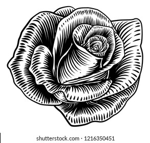 A rose flower in a woodcut etching or engraving line art style