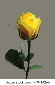 Rose flower, yellow polygonal