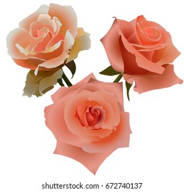 rose flower1