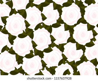 Rose flowers background