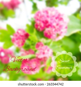 Rose flowers blurred background. Vector nature illustration.