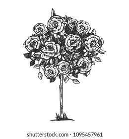 Rose flowers bush engraving vector illustration. Scratch board style imitation. Black and white hand drawn image.