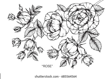 Rose flowers by hand drawing and sketch with line-art on white backgrounds.