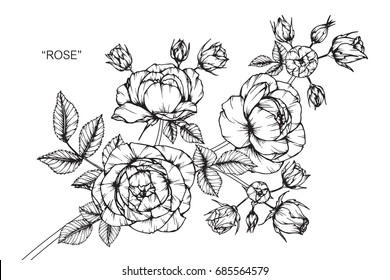 Fleurs de roses par dessin à la main et croquis avec art en ligne sur fond blanc.