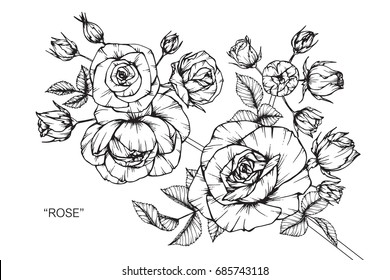 Rose flowers by hand drawing and sketch with line-art on white backgrounds.
