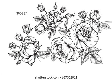 Rose flowers by hand drawing and sketch with line-art on white backgrounds.