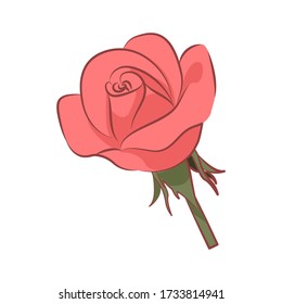 Rose, flowers colorful vector illustration