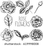Rose flowers drawing illustration vector and clip-art.