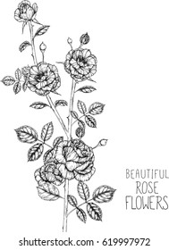 Rose flowers drawing illustration vector and clip-art.