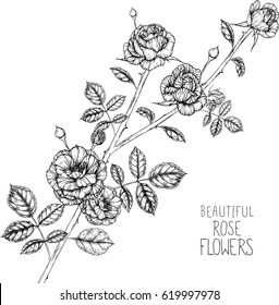 Rose flowers drawing illustration vector and clip-art.