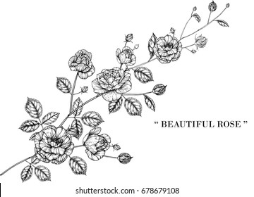 Rose flowers drawing illustration vector, isolated and clip-art.