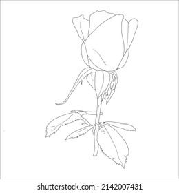 rose flowers drawing with line-art on white backgrounds. Vector outline flowers. Line art coloring page with roses and leaves