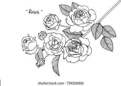 Rose flowers drawing with line-art on white backgrounds.