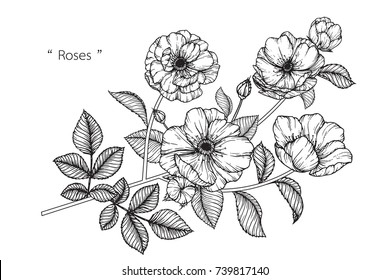 Rose flowers drawing with line-art on white backgrounds.