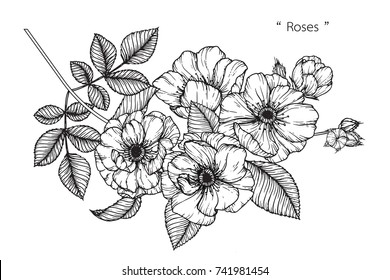 Rose flowers drawing with line-art on white backgrounds.