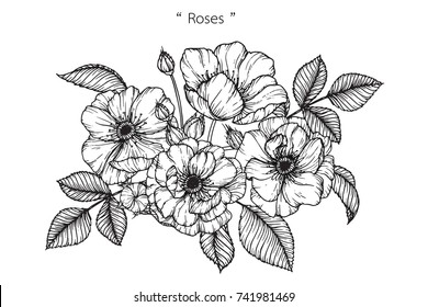 Rose flowers drawing with line-art on white backgrounds.