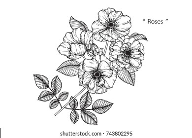 Rose flowers drawing with line-art on white backgrounds.