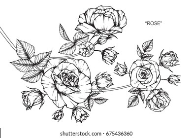 Rose flowers drawing and sketch with line-art on white backgrounds.