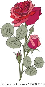 Rose flowers drawing vector illustration and line art. Vintage luxury. Objects isolated on white background. Set of elements. Spring flowers. Delicate bouquet of pink or of purple roses.Sketch, doodle