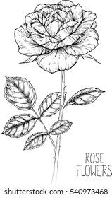 rose flowers drawing vector illustration and line art.