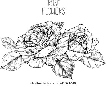 rose flowers drawing vector illustration and line art