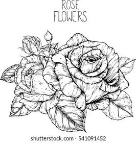 rose flowers drawing vector illustration and line art