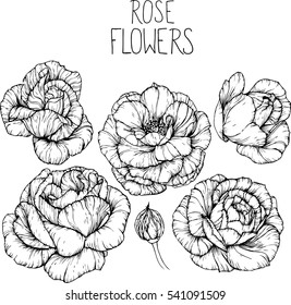 rose flowers drawing vector illustration and line art